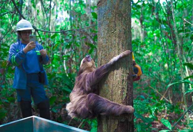 O animal foi resgatado durante as atividades de combate aos incêndios florestais que ocorreram em novembro de 2023.