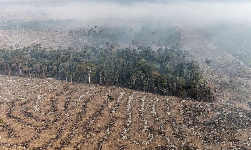 Fogo na Amazônia é etapa da exploração econômica do bioma/Greenpeace